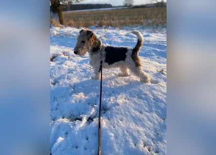 Drahthaar Foxterrier Rüde 4 Monate.