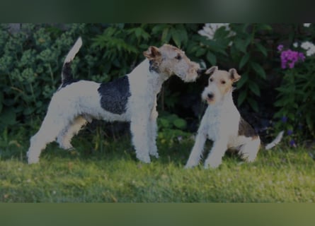 Foxterrier Welpe. Rüde.