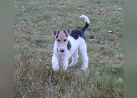 Drahthaar Foxterrier Rüde 4 Monate.