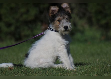 Foxterrier Welpe. Rüde.