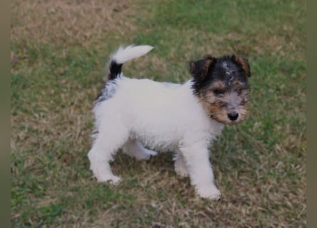 Drahthaar Foxterrier Welpen.