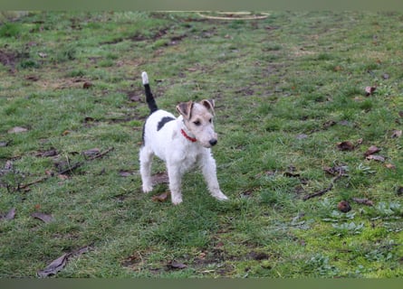 Foxterrier Welpen .