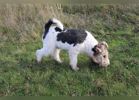 Foxterrier Welpen .