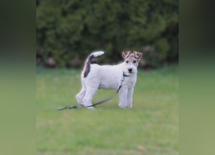 Foxterrier Welpe. Rüde.