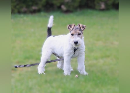 Foxterrier Welpe. Rüde.