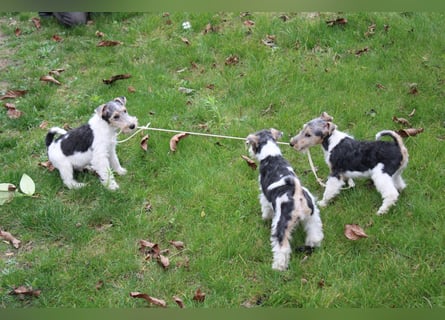 Foxterrier Welpen .