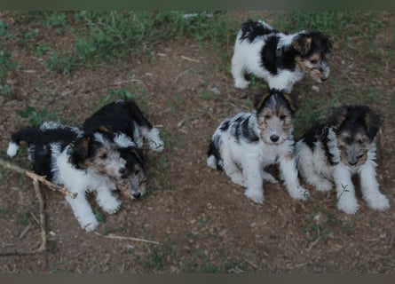 Foxterrier Welpe. Rüde.