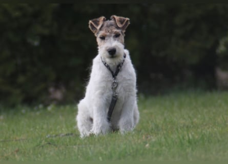 Foxterrier Welpe. Rüde.