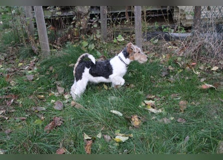 Foxterrier Welpen .