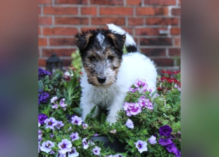 Drahthaar Foxterrier Welpen.