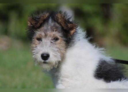 Foxterrier Welpe. Rüde.