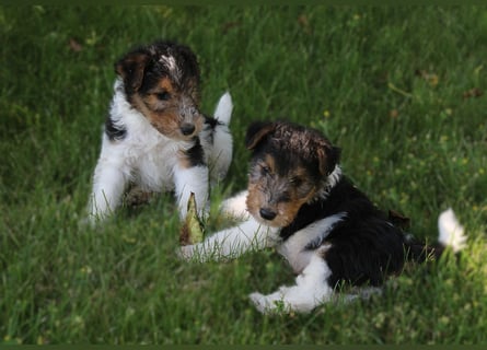 Foxterrier Welpen .