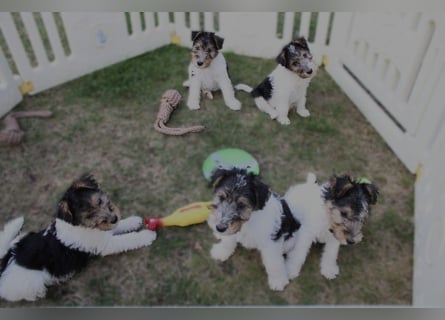 Drahthaar Foxterrier Welpen.