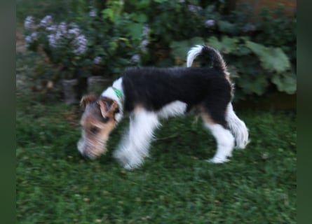 Foxterrier Welpe. Rüde.