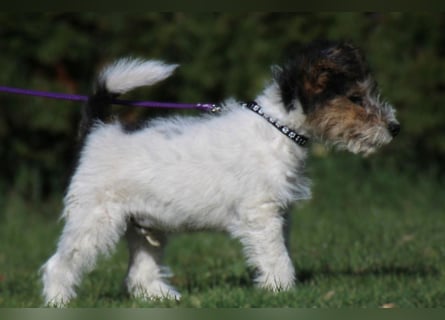 Foxterrier Welpe. Rüde.