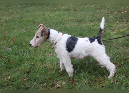 Foxterrier Welpen .
