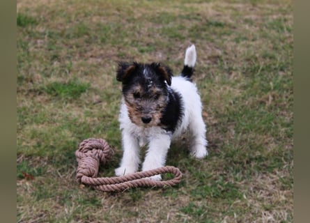 Drahthaar Foxterrier Welpen.