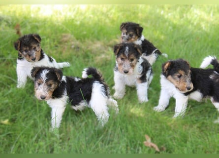 Foxterrier Welpen .