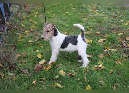 Foxterrier Welpen .
