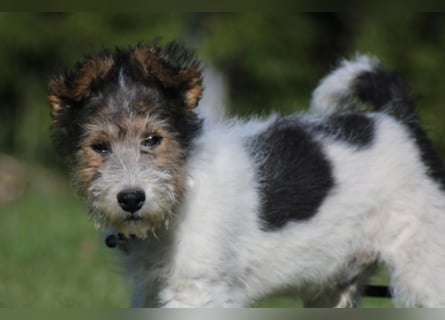Foxterrier Welpe. Rüde.