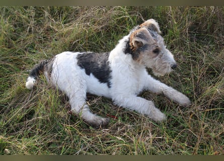 Foxterrier Welpen .