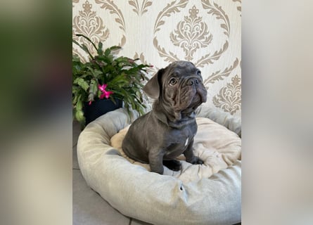 Französische Bulldoggen Welpen