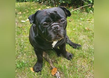 Verschmuste französische Bulldogge (7,5 Jahre alt) sucht neues Zuhause