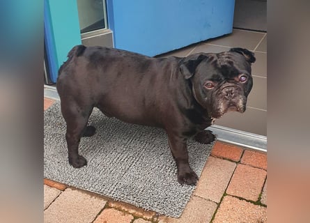 Verschmuste französische Bulldogge (7,5 Jahre alt) sucht neues Zuhause