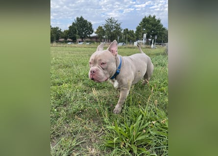 Bully sucht ein neues Zuhause