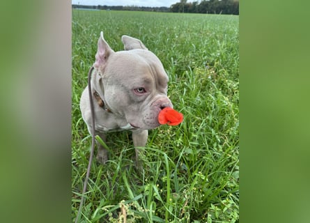 Bully sucht ein neues Zuhause