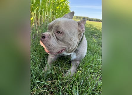 Bully sucht ein neues Zuhause