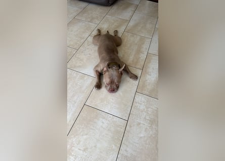 Bully sucht ein neues Zuhause