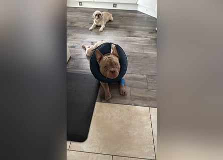 Bully sucht ein neues Zuhause