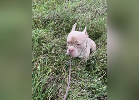 Bully sucht ein neues Zuhause