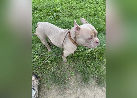 Bully sucht ein neues Zuhause