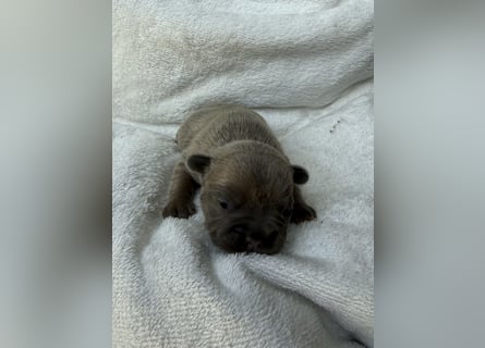 Gesundes Sportliche Französische Bulldoggen aus seriöser Familienzucht.