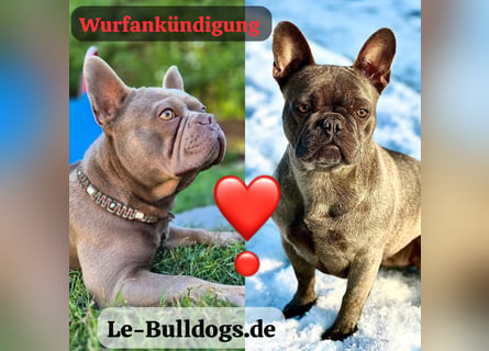 Gesundes Sportliche Französische Bulldoggen aus seriöser Familienzucht.