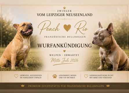 Sportliche und Gesunde Französische Bulldoggen aus seriöser Familienzucht.