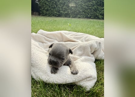 Sportliche und Gesunde Französische Bulldoggen aus seriöser Familienzucht.