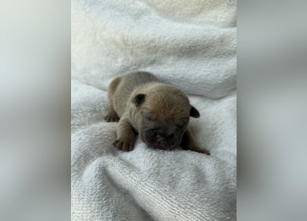 Gesundes Sportliche Französische Bulldoggen aus seriöser Familienzucht.