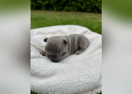 Sportliche und Gesunde Französische Bulldoggen aus seriöser Familienzucht.
