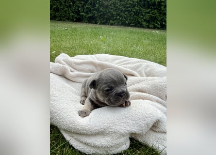 Sportliche und Gesunde Französische Bulldoggen aus seriöser Familienzucht.
