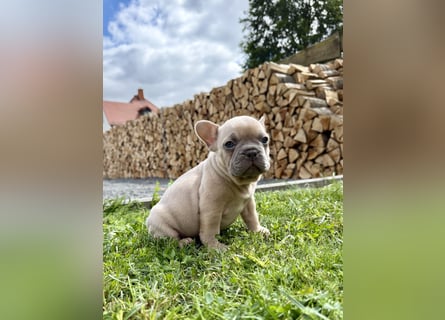 Sportliche und Gesunde Französische Bulldoggen aus seriöser Familienzucht.