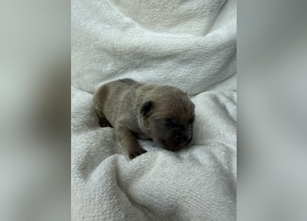 Gesundes Sportliche Französische Bulldoggen aus seriöser Familienzucht.