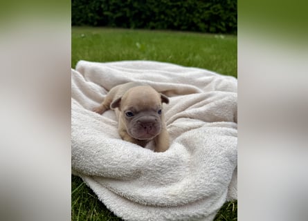 Sportliche und Gesunde Französische Bulldoggen aus seriöser Familienzucht.