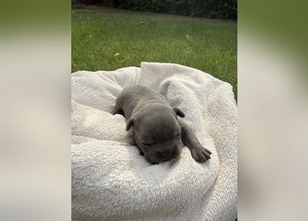 Sportliche und Gesunde Französische Bulldoggen aus seriöser Familienzucht.