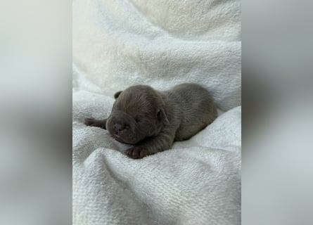 Gesundes Sportliche Französische Bulldoggen aus seriöser Familienzucht.