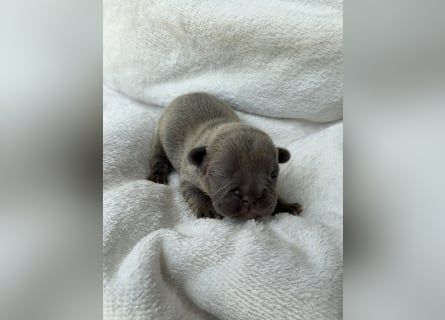 Gesundes Sportliche Französische Bulldoggen aus seriöser Familienzucht.