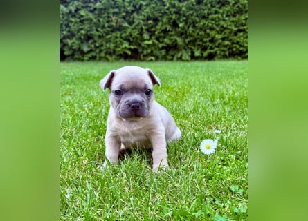 Gesundes Sportliche Französische Bulldoggen aus seriöser Familienzucht.