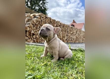 Sportliche und Gesunde Französische Bulldoggen aus seriöser Familienzucht.